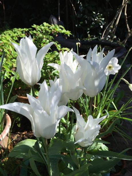 white tulips