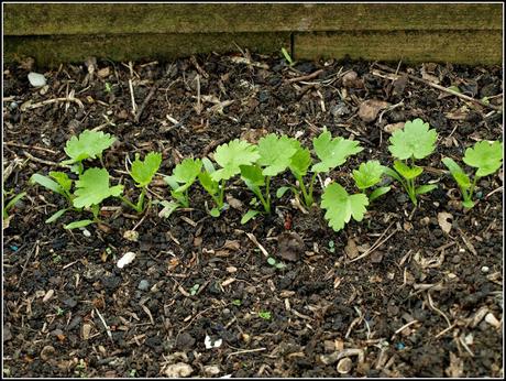 Kohlrabi and Celeriac