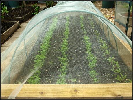 Kohlrabi and Celeriac