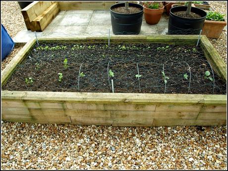 Kohlrabi and Celeriac