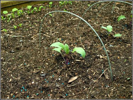 Kohlrabi and Celeriac