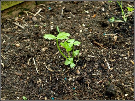 Kohlrabi and Celeriac