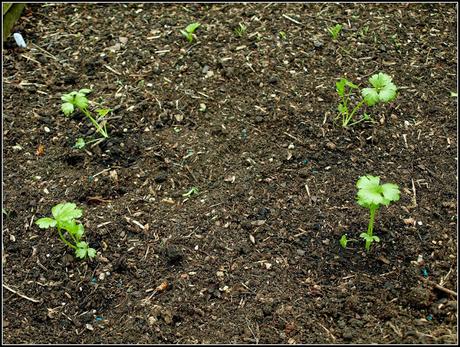 Kohlrabi and Celeriac