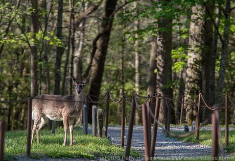 Deer at Primative Baptist Church, Cades Cove, GSMNP © 2015 Patty Hankins