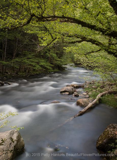 Middle Prong Little River GSMNP © 2015 Patty Hankins