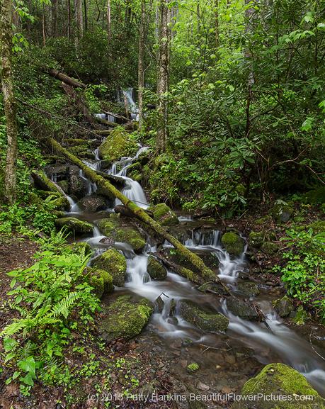 Smoky Mountain Stream © 2015 Patty Hankins