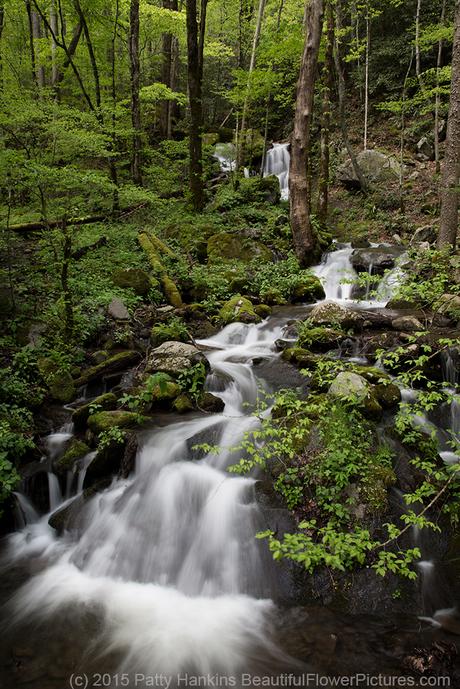 Smoky Mountain Stream © 2015 Patty Hankins