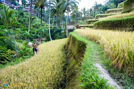 #TheWeeklyPostcard: Ubud: Monkeys, Markets, and Rice Paddies