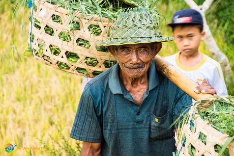 #TheWeeklyPostcard: Ubud: Monkeys, Markets, and Rice Paddies