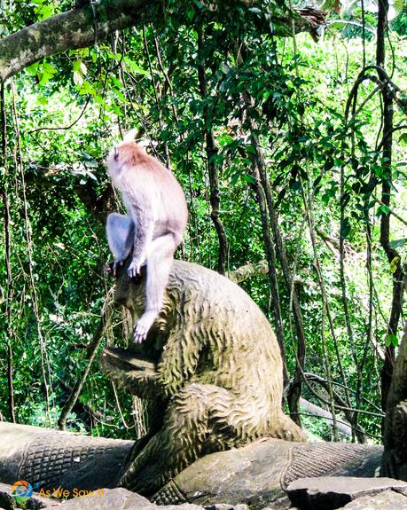 #TheWeeklyPostcard: Ubud: Monkeys, Markets, and Rice Paddies