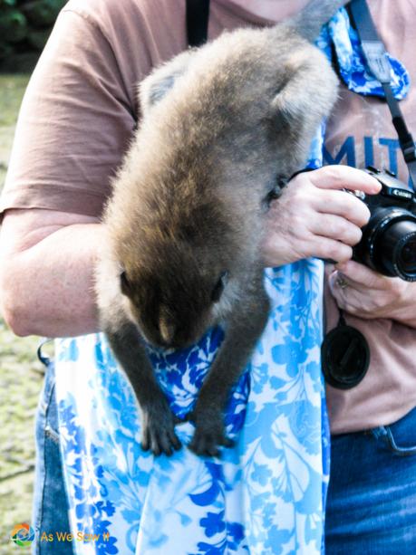 #TheWeeklyPostcard: Ubud: Monkeys, Markets, and Rice Paddies