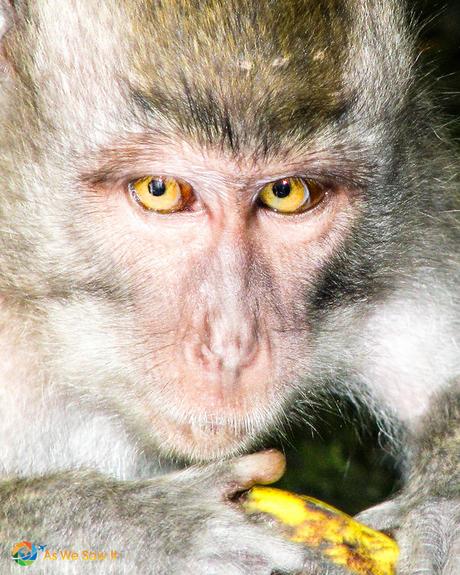 Ubud - Monkeys, Markets and Rice