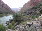 Grand Canyon: Colorado River Bushwhack Beamer Trail