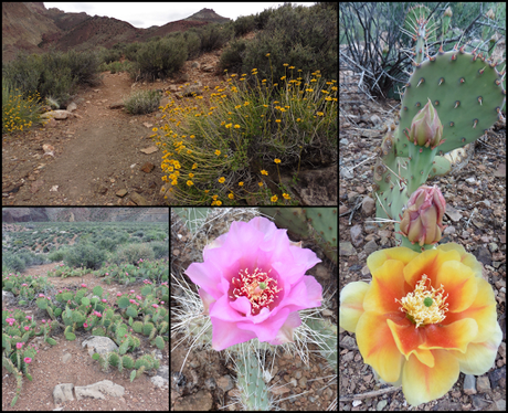 Day 43: Grand Canyon: Nankoweap Tr, Horsetheif Alt, Colorado River