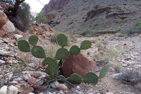 Day 43: Grand Canyon: Nankoweap Tr, Horsetheif Alt, Colorado River