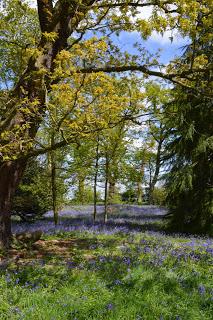 Hodsock bluebells