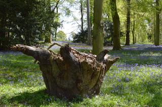 Hodsock bluebells