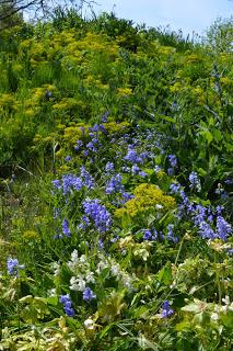 Hodsock bluebells