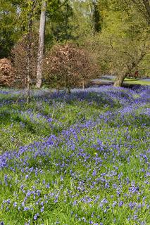 Hodsock bluebells