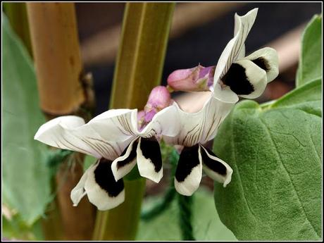 Broad Beans