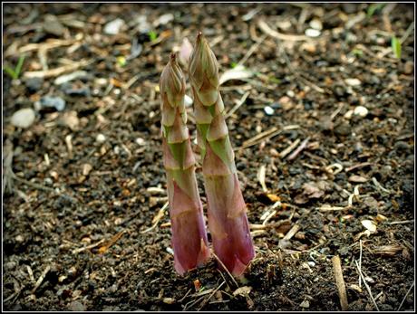 Broad Beans