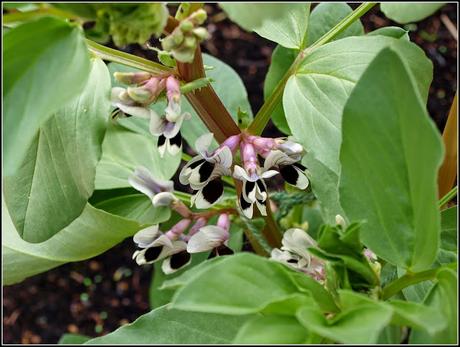 Broad Beans