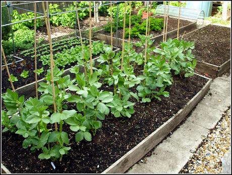 Broad Beans