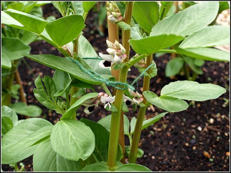 Broad Beans