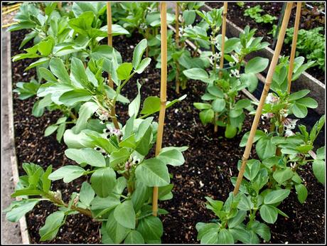 Broad Beans