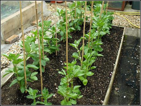 Broad Beans