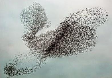 Murmuration