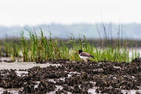 Oyster-Catcher-Walking-among-Oysters