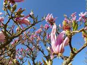 Cornwall Adventures Discovering Lost Gardens Heligan