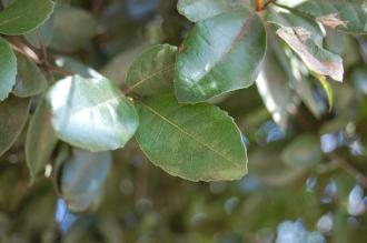 Quercus phillyraeoides Leaf (01/04/2015, Tokyo, Japan)