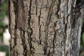 Quercus phillyraeoides Bark (01/04/2015, Tokyo, Japan)