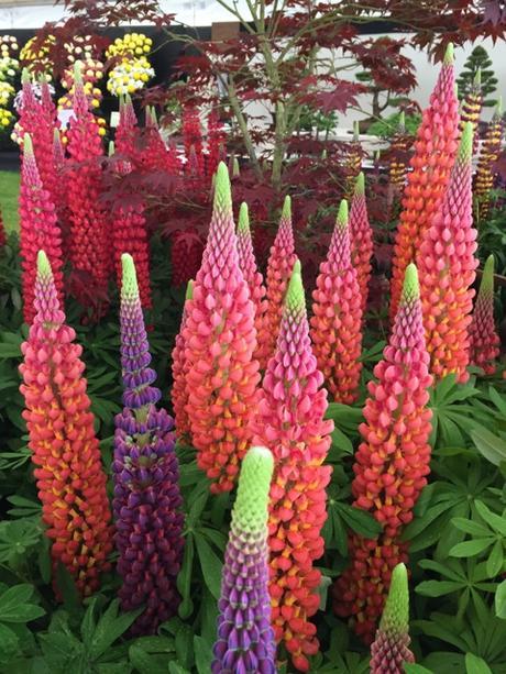 lupins on display at the Malvern spring show 2015