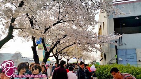 Falling In Love With The Cherry Blossoms In Seoul