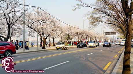 Falling In Love With The Cherry Blossoms In Seoul