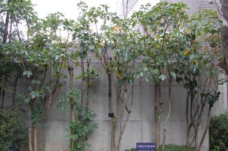 Dendropanax trifidus (01/04/2015, Nezu Museum, Tokyo, Japan)