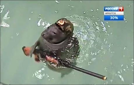Russian grand Victory Parade ~ Pinnipeds (Seals) too join the show !!