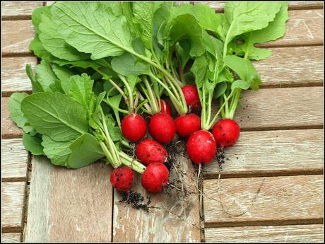 Harvest Monday - 11 April 2015