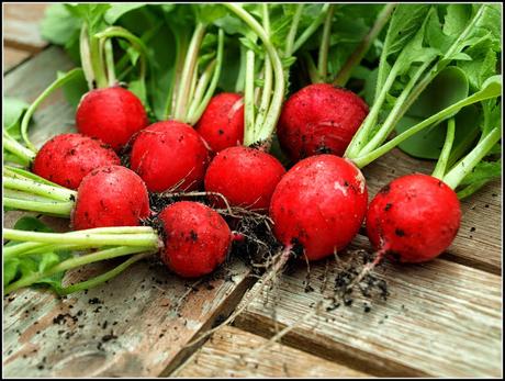 Harvest Monday - 11 April 2015