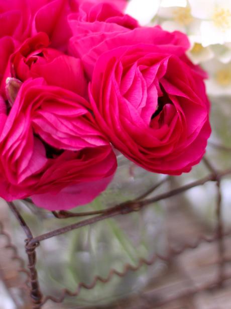 Pink-Ranuculus