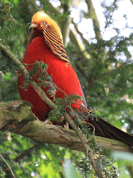 Golden-Pheasant