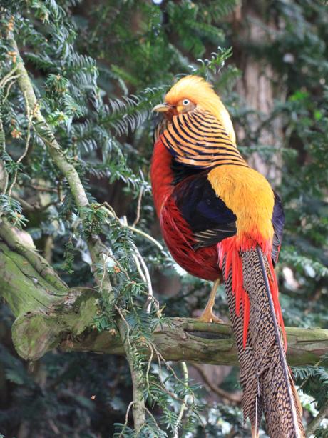 Golden-Pheasant