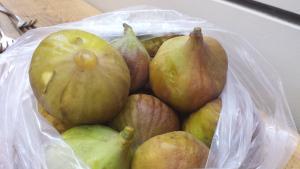 FIgs, our bounty of gold.