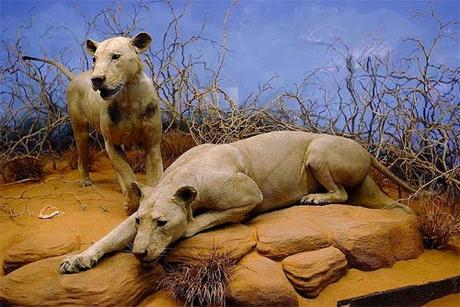 man eaters of Tsavo ...trouble at lunatic express line !!