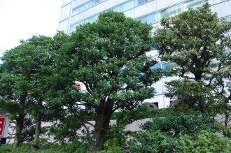 Ilex integra (01/04/2015, Tokyo, Japan)