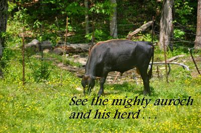 The Calfies Learn About Aurochs