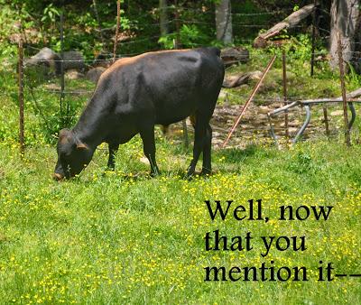 The Calfies Learn About Aurochs